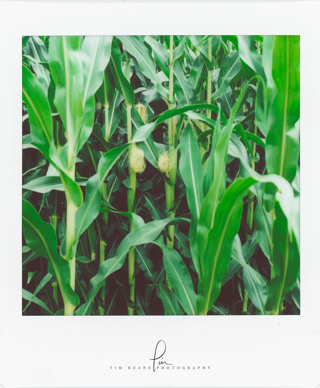 Corn print