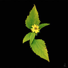 Thin Leaf Sunflower print