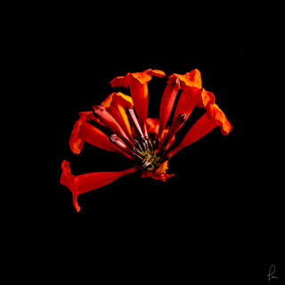 arizona flamevine, Scanner image, flower, blossom, high resolution, fine art 
