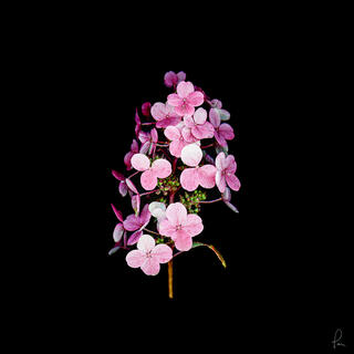 hydrangea, Scanner image, flower, blossom, high resolution, fine art 