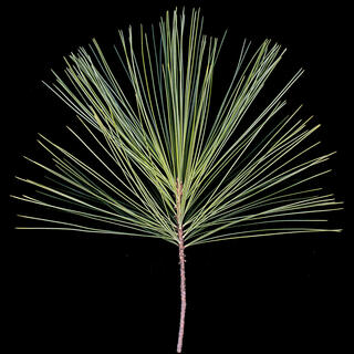 pine needle, scanned image, color pine needle on black, fine art 
