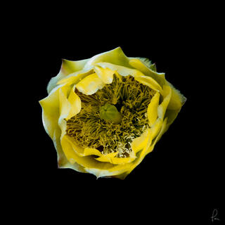 prickly pear, Scanner image, flower, blossom, high resolution, fine art 