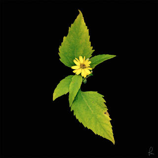 Thin Leaf Sunflower