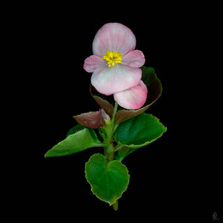 wax begonia, Scanner image, flower, blossom, high resolution, fine art 