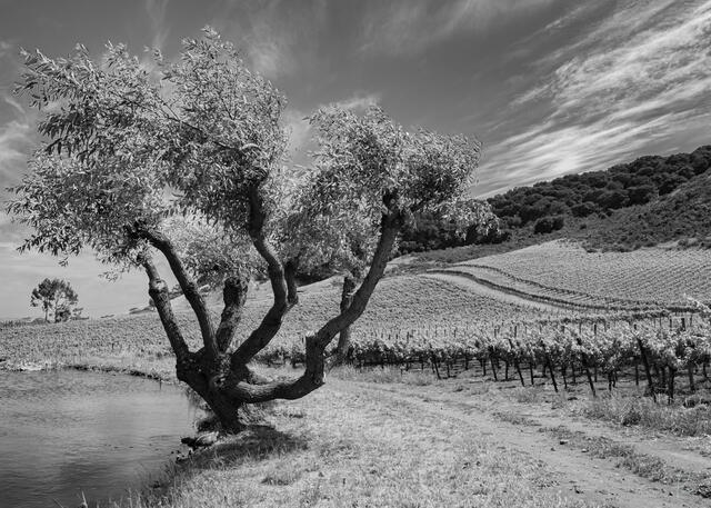 Vineyard, black and white, sonoma valley, Schug vineyard, summer storm, california, wine country, grapevines