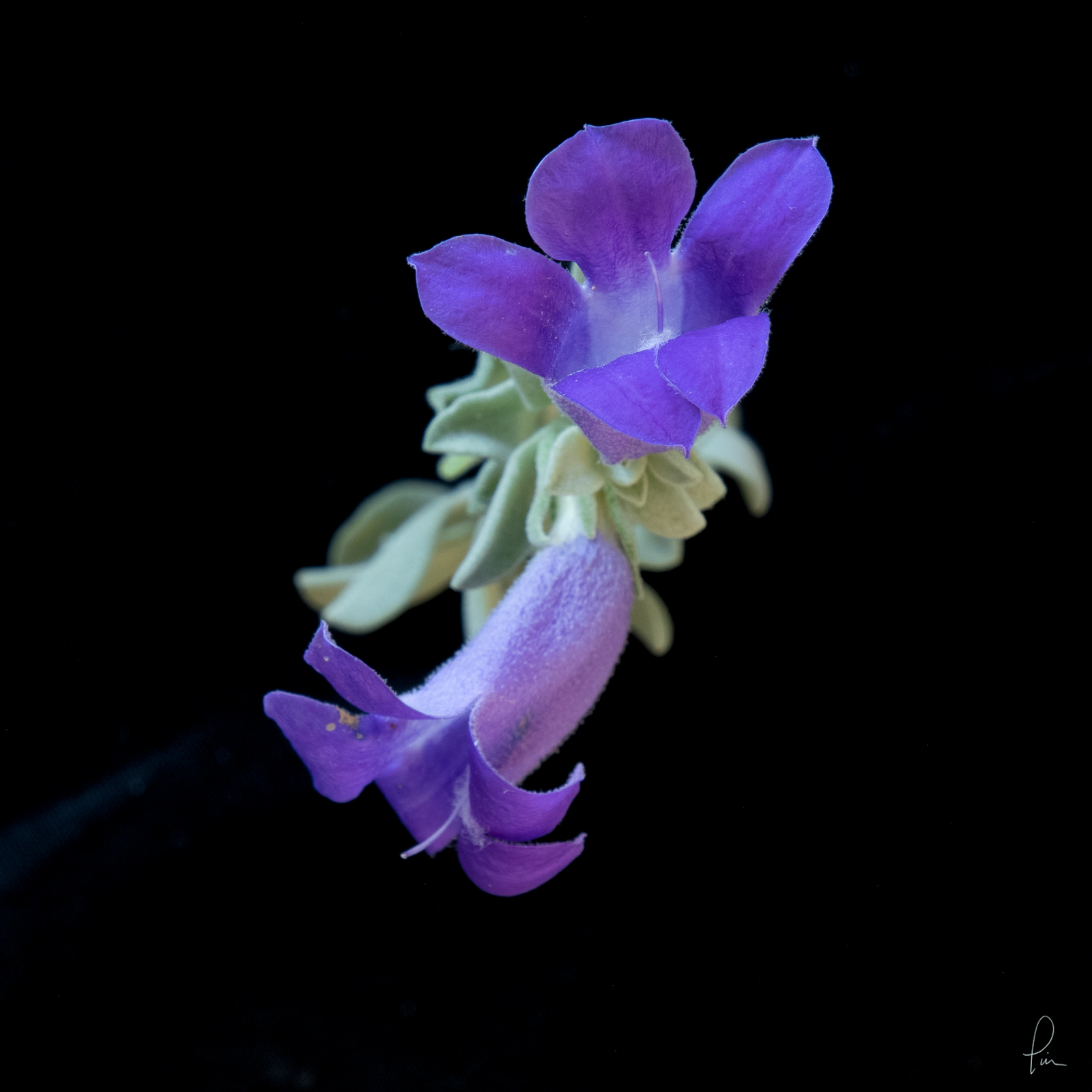 silky eremophila, Scanner image, flower, blossom, high resolution, fine art 