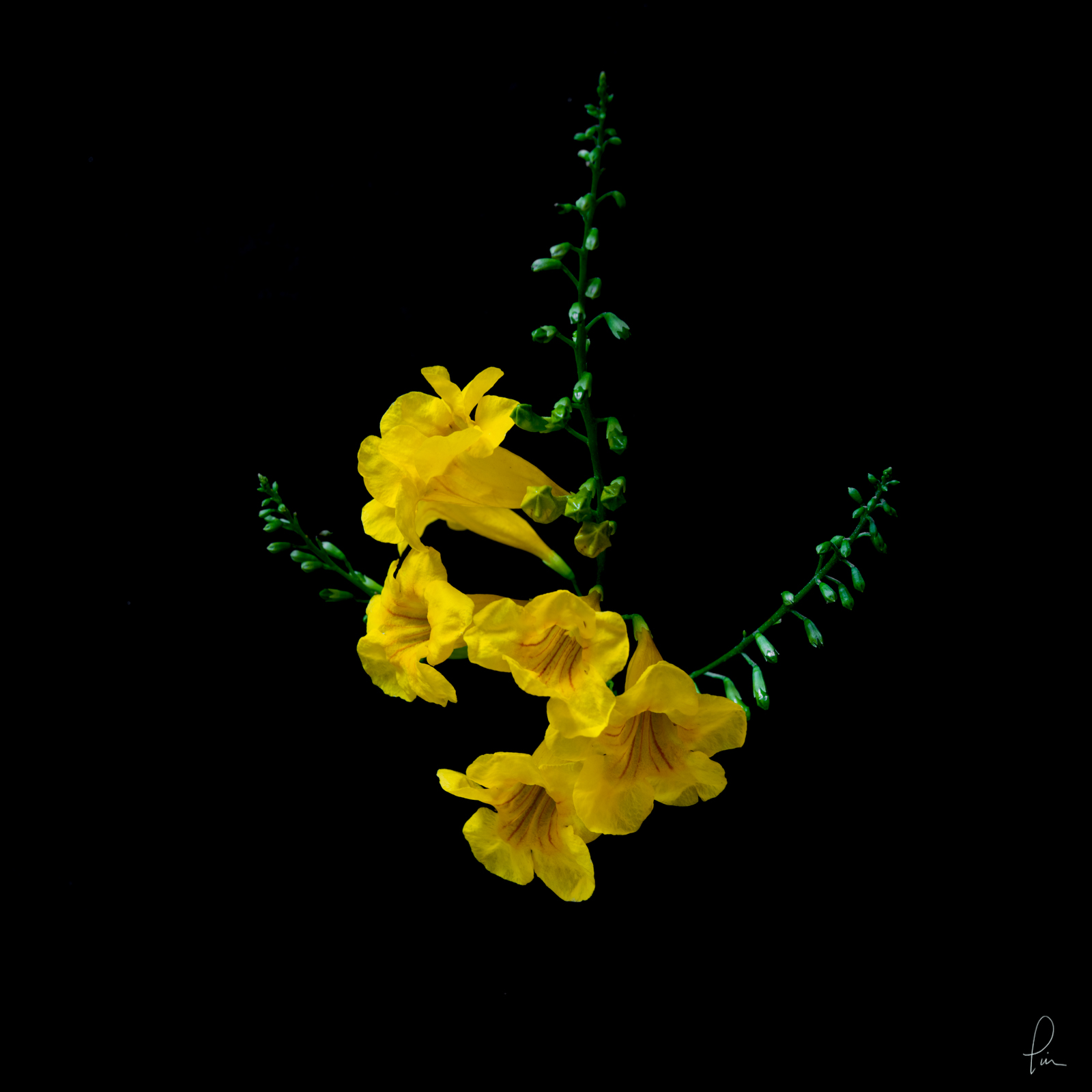 yellow bells, Scanner image, flower, blossom, high resolution, fine art 