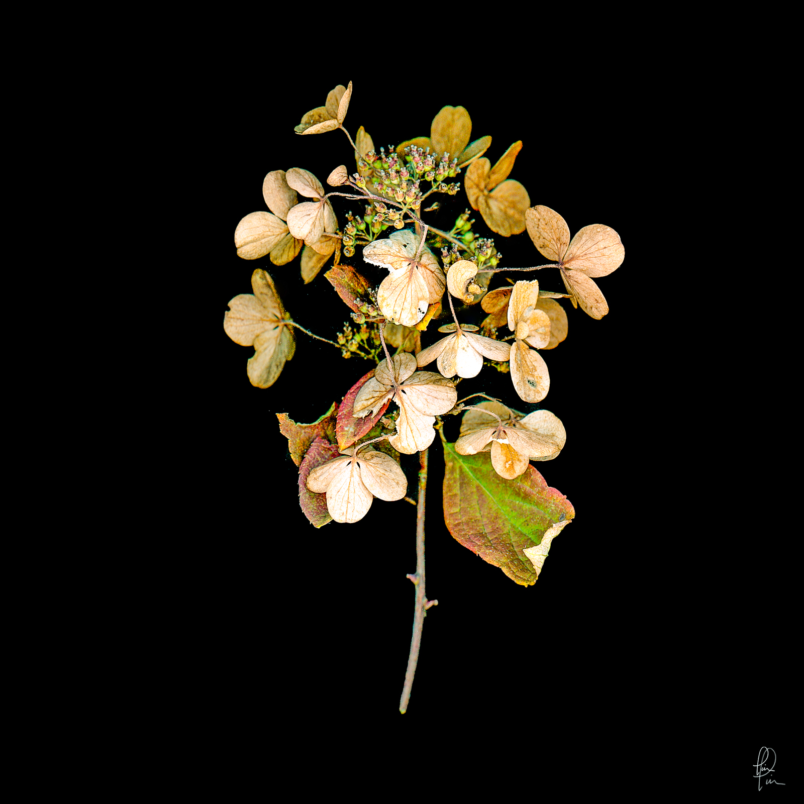 hydrangea dying, Scanner image, flower, blossom, high resolution, fine art 