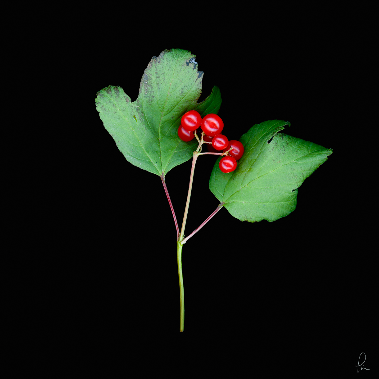 highbush cranberry, Scanner image, flower, blossom, high resolution, fine art 