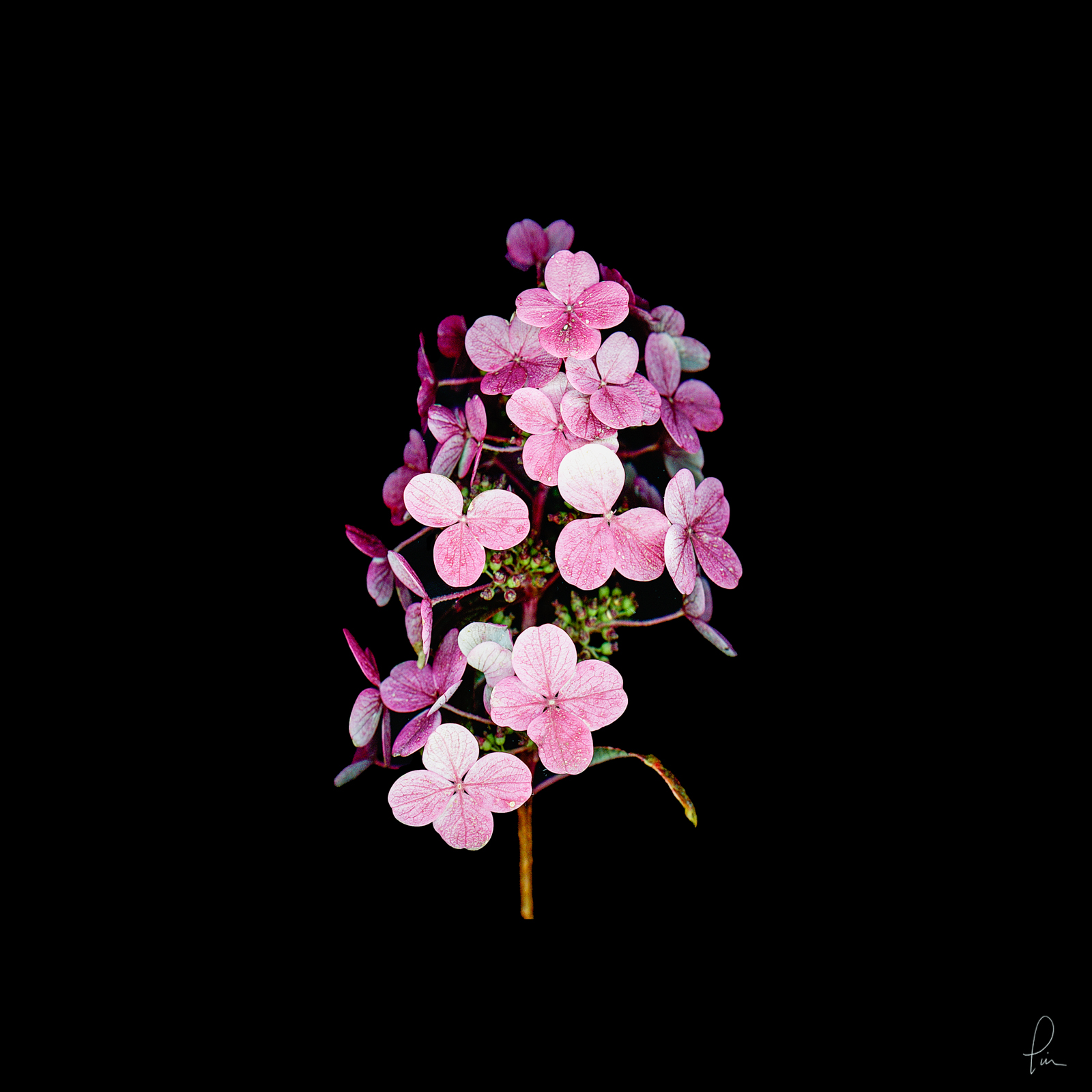 hydrangea, Scanner image, flower, blossom, high resolution, fine art 