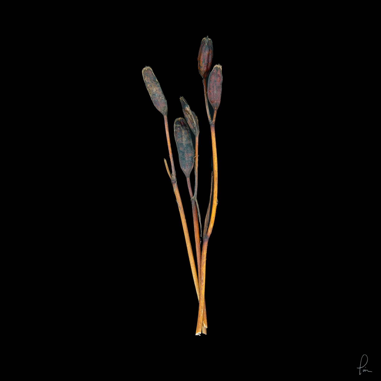 Scanner image, flower, blossom, high resolution, fine art, milkweed