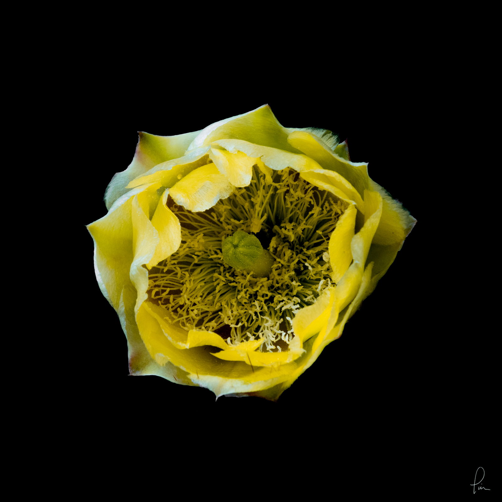 prickly pear, Scanner image, flower, blossom, high resolution, fine art 