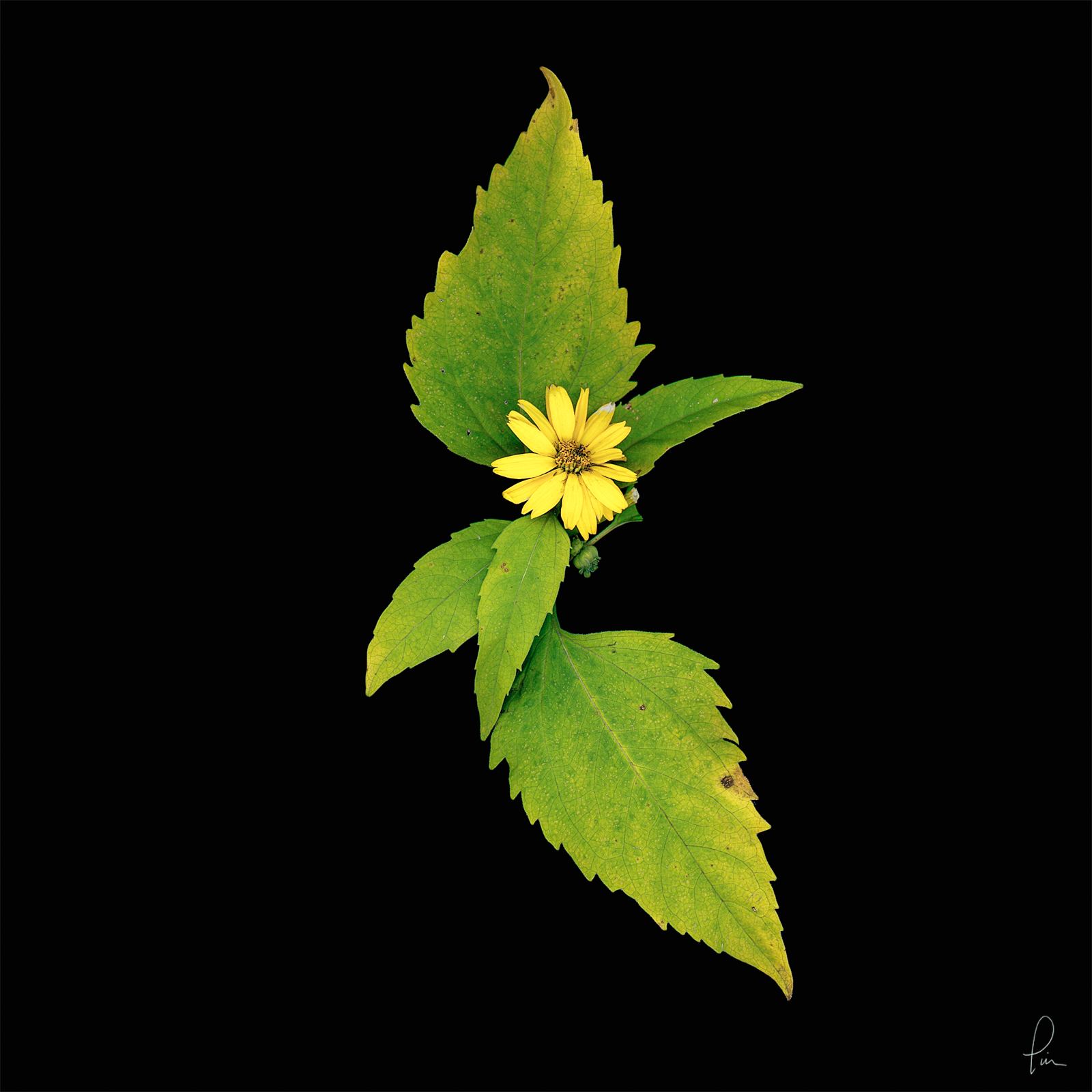 thin leaf sunflower, Scanner image, flower, blossom, high resolution, fine art 